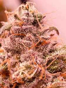 Why Precision Growing is Essential for Maximum Cannabis Quality